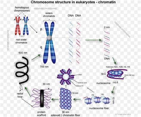 naked dna is called chromatin|10.1C: Eukaryotic Chromosomal Structure and。